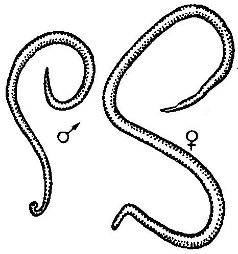 Круглые черви аскарида человеческая