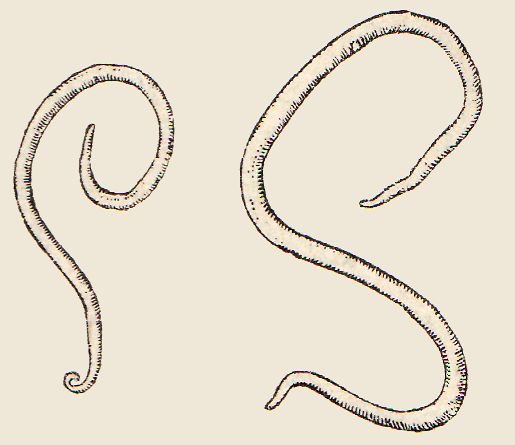 Червь аскарида Лошадиная