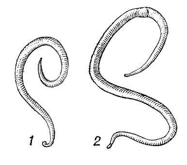 Самка и самец аскариды рисунок