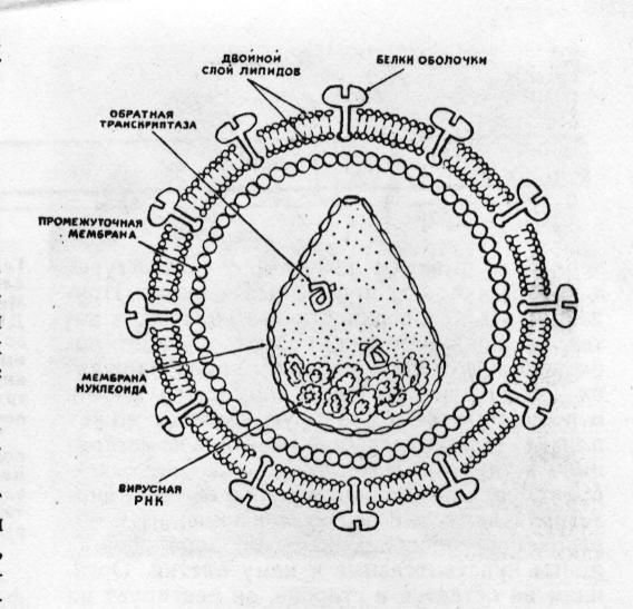 Строение клетки вируса СПИДА