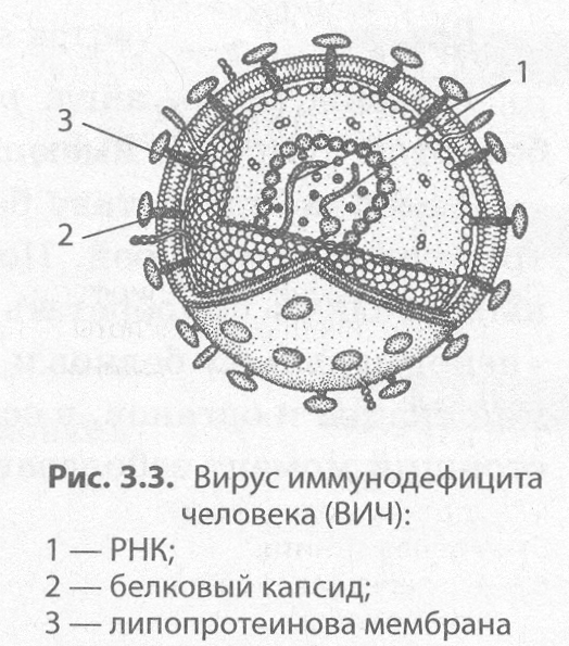 Строение клетки вируса