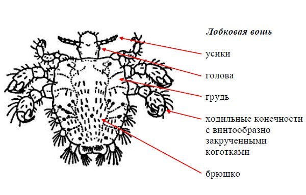 Платяная вошь строение тела
