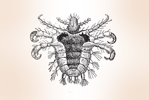 Головная и платяная вошь строение