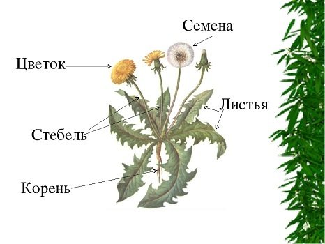 Taraxacum officinale Ботанический рисунок