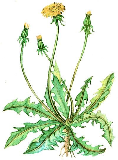 Семейство Астровые. Одуванчик лекарственный
