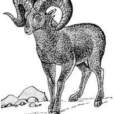 Горный баран без фона
