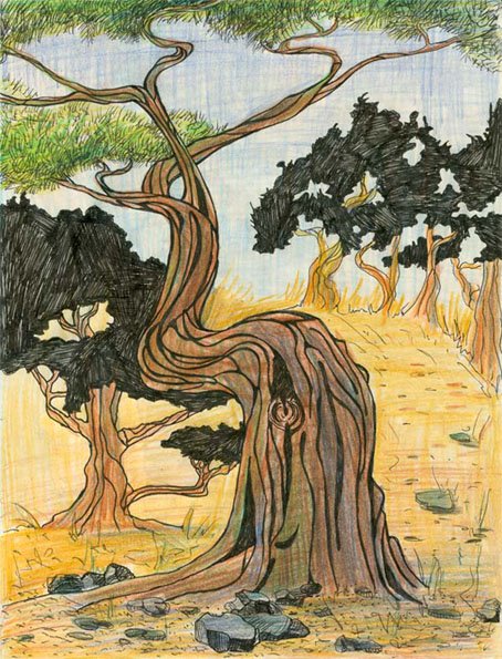 Можжевельник красками