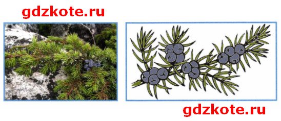 Догадайся какое растение изображено на фотографии Подпиши название