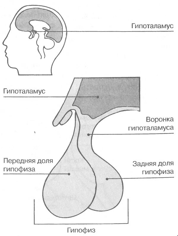 Гипофиз передний мозг. Анатомические структуры передней доли гипофиза. Гипоталамус и гипофиз строение.