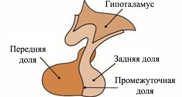 Задняя доля гипофиза строение