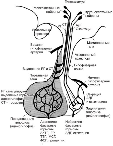 Схема связей гипоталамуса и гипофиза гистология