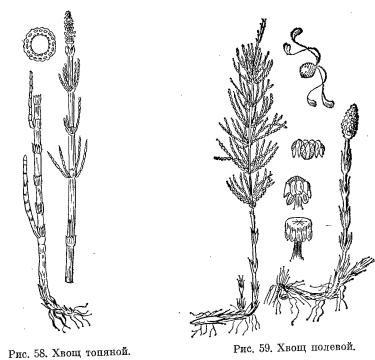 Хвощ полевой ботаника