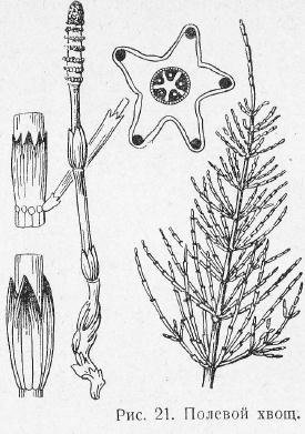 Хвощ полевой ботаника