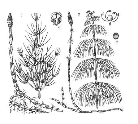 Весенний побег хвоща полевого