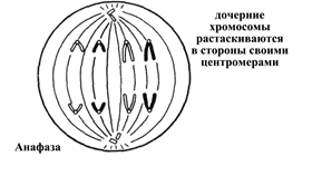 Анафаза митоза схема
