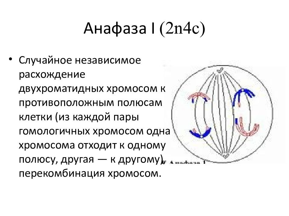 Мейоз анафаза 2 набор хромосом. Анафаза 1 и 2. Анафаза ооцита 1. Анафаза митоза кратко. В анафазе 1 клетка гаплоидна.