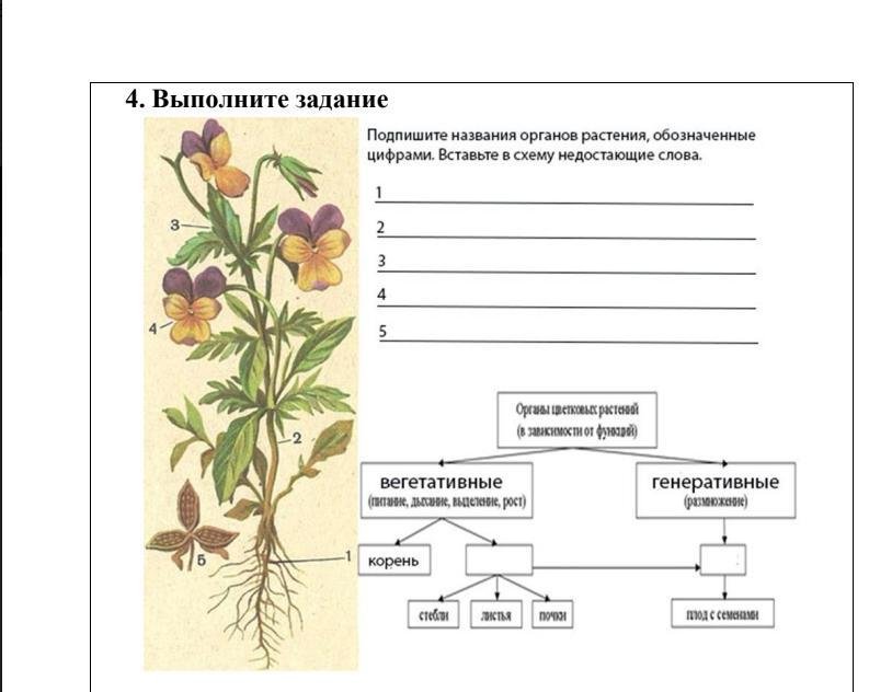 Тесты органы цветковых растений. Схема строения органов цветкового растения. Строение цветковых растений 5 класс биология. Внешнее строение цветкового растения схема. Схема строения вегетативных органов растений.