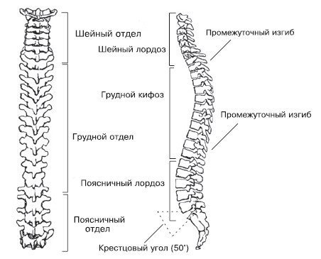 Схема строения позвоночного столба