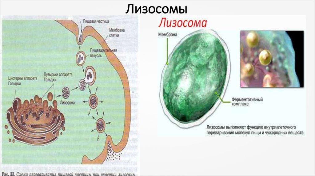 Рисунок лизосом клетки. Строение растительной клетки лизосомы. Схема строения лизосомы. Лизосомы строение рисунок. Структура лизосомы рисунок.