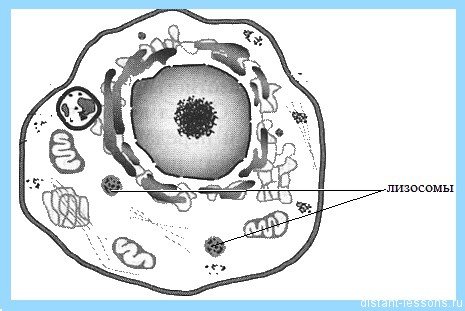 Клетка органоиды клетки лизосомы