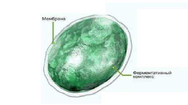 Строение лизосомы эукариотической клетки