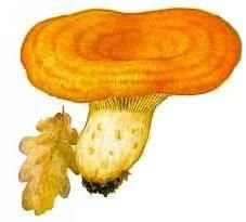 Маска гриб Рыжик