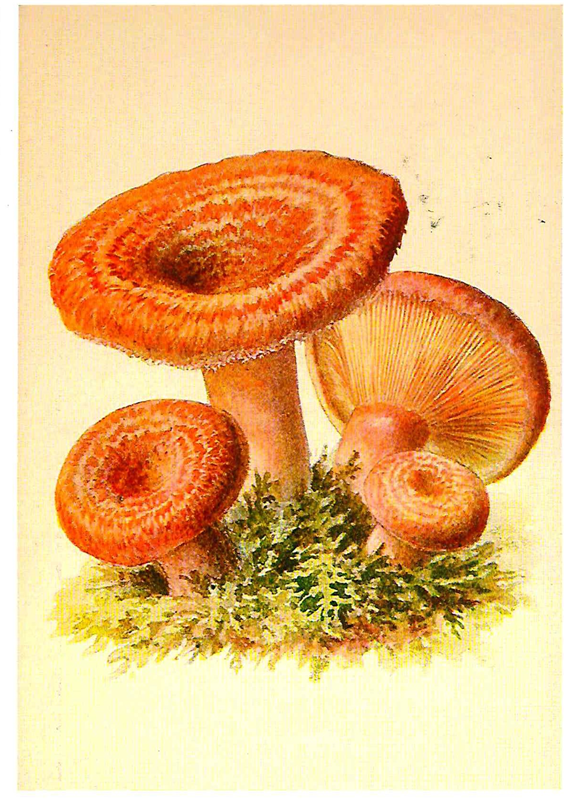 Волнушка гриб гриб Рыжик. Волнушки грибы. Волнушка гриб рисунок. Волнушка розовая (Lactarius torminosus Schaeff) pers.,.