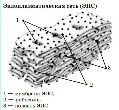 ЭПС строение рисунок