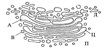 Эндоплазматическая сеть ЭПС рисунок