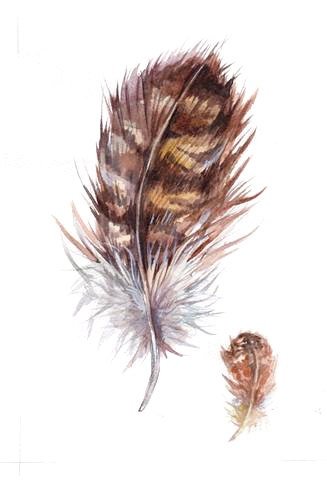 Перья Совы акварель