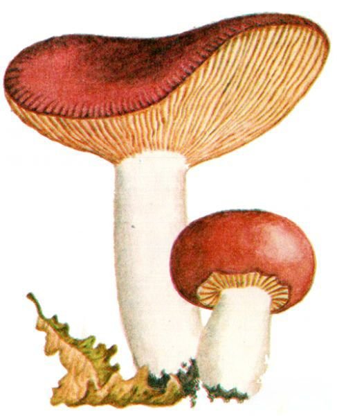 Сыроежка гриб рисунок