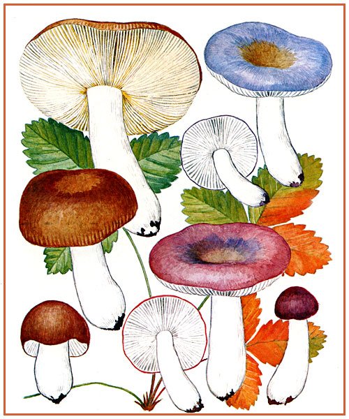 Гриб сыроежка для детей