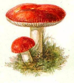 Гриб сыроежка для детей