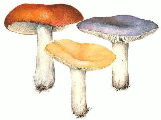 Нарисовать сыроежку гриб