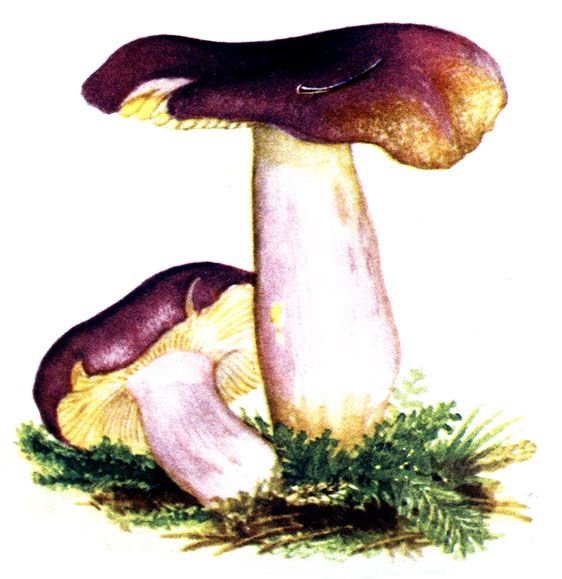 Сыроежка гриб рисунок