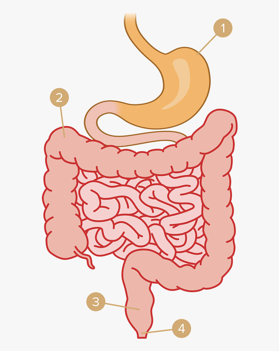 Тонкая кишка человека рисунок. Пищеварительная система тонкая кишка. Пищеварительная система человека тонкий кишечник. Пищеварительная система толстый кишечник.