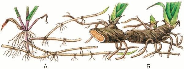 Видоизменения побегов корневища пырея