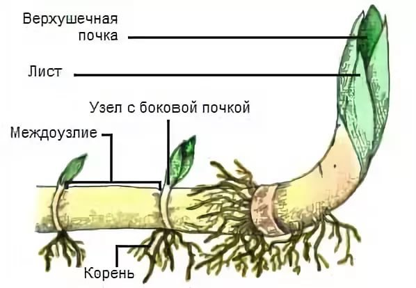Корневище пырея ползучего строение