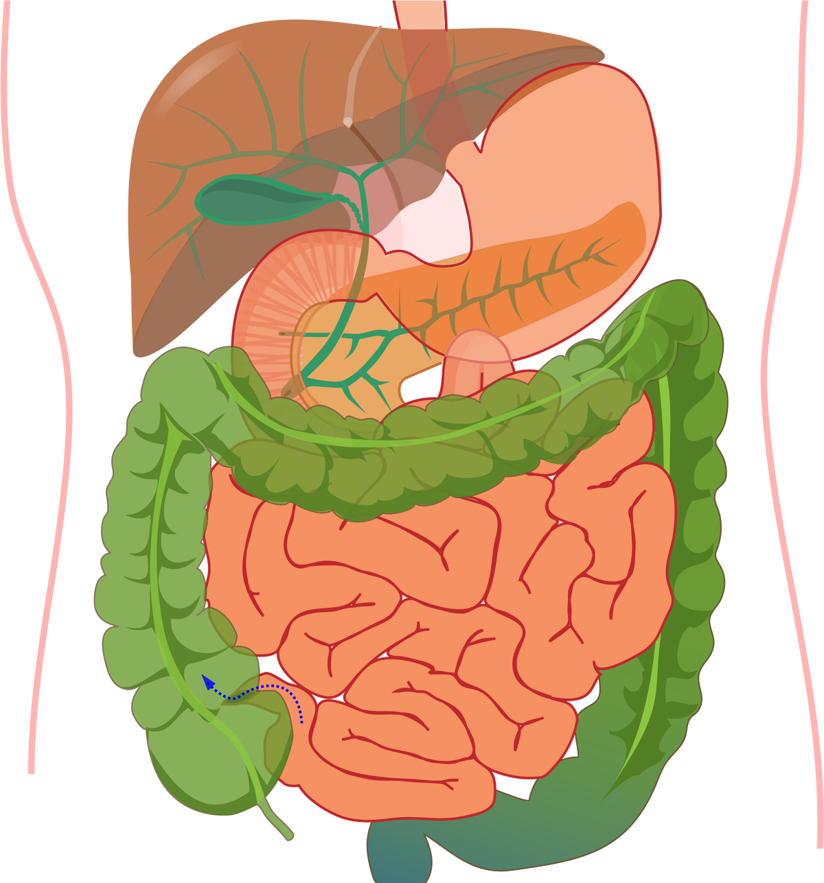 Органы желудок кишечник печень. Система желудочно кишечного тракта. Пищеварительная система ЖКТ человека. Пищеварительная система пищеварительный тракт. Схема желудочно-кишечного тракта.