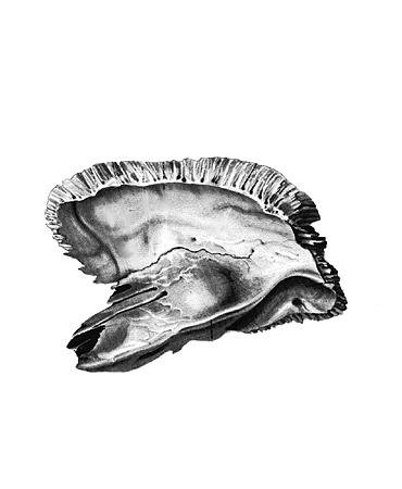 Височная кость вид изнутри