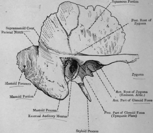 Височная кость анатомия рисунок