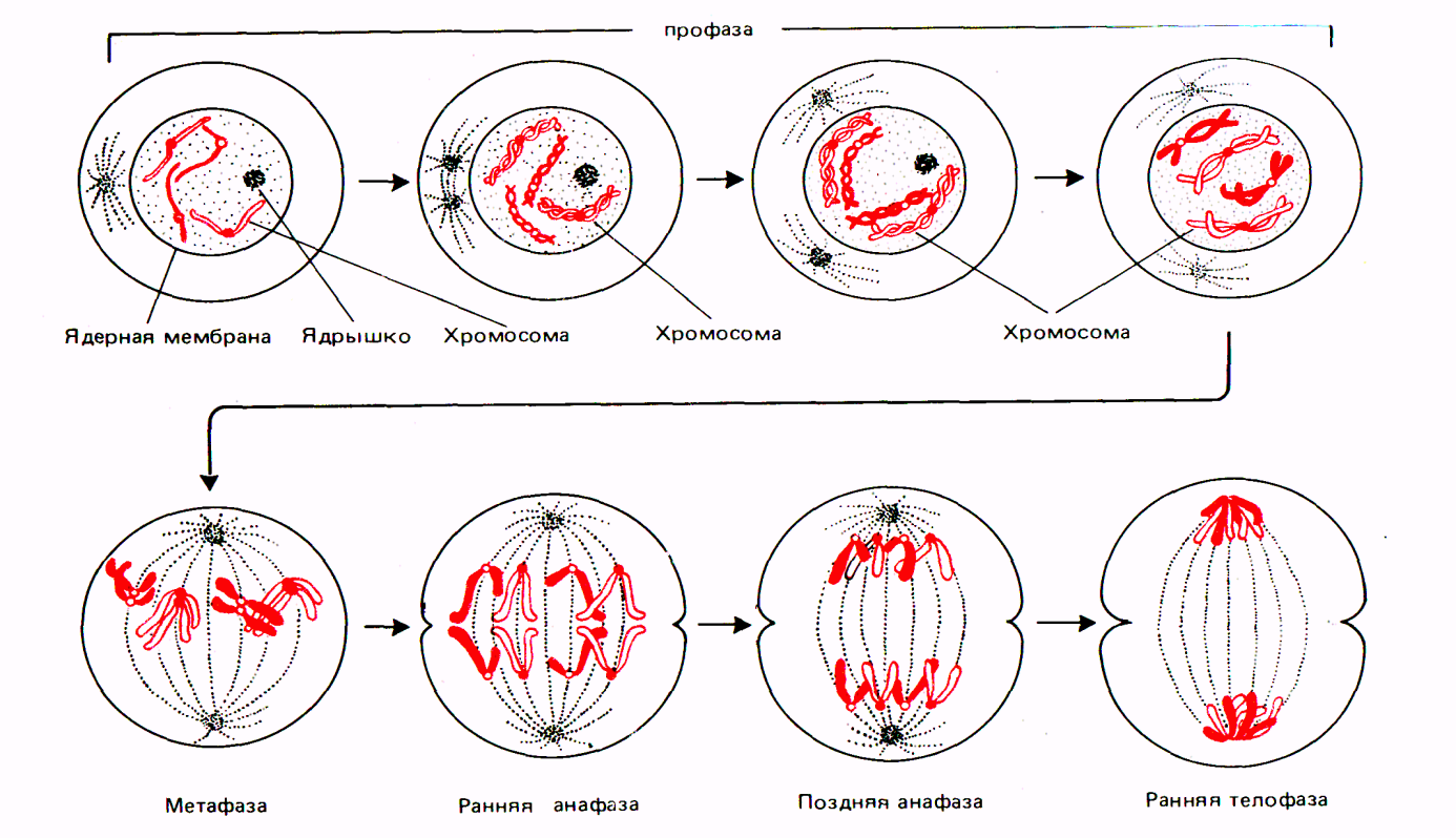 Второй фазой деления клетки. Схема профазы 2. Схема митотического деления растительной клетки. Профаза анафаза телофаза метафаза интерфаза. Схема непрямого деления клетки.