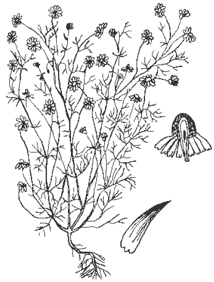 Ромашка аптечная гербарий