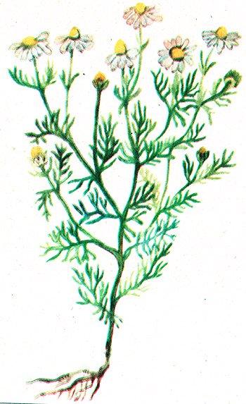 Chamomilla recutita рисунок