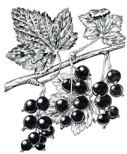 Смородина чёрная