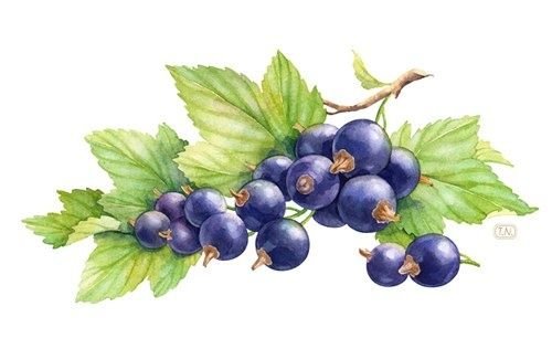 Черная смородина акварель