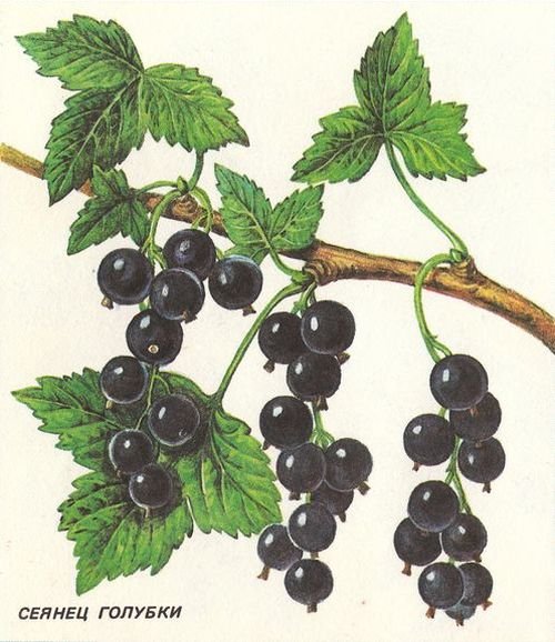 Сеянец голубки черная смородина