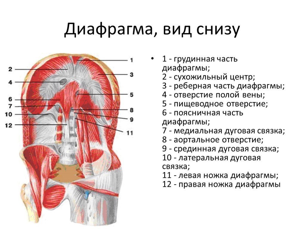 Снизу и на верхних. Диафрагма анатомия мышцы. Диафрагма вид снизу анатомия. Правая ножка поясничной части диафрагмы. Топография диафрагмы анатомия.