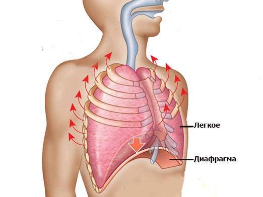 Дыхательная диафрагма анатомия