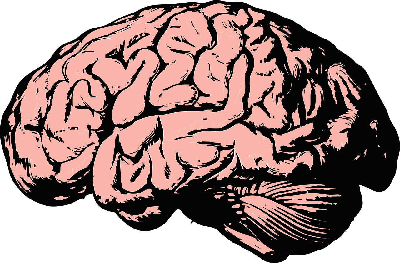Мозги е. Мозг рисунок. Мозг вектор. Мозг Графика.